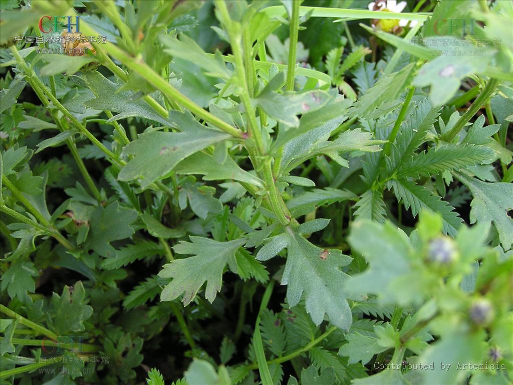 茎直立,自中部分枝,分枝斜升,或仅在茎顶有短花序分枝,中部茎叶长椭圆