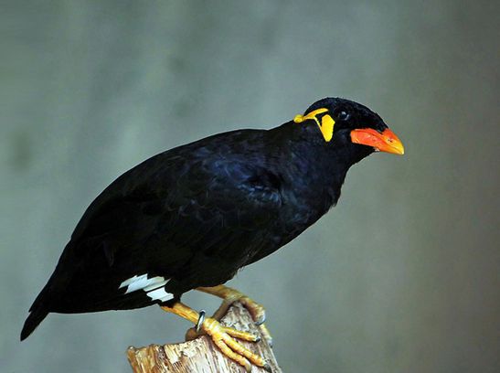 common hill myna