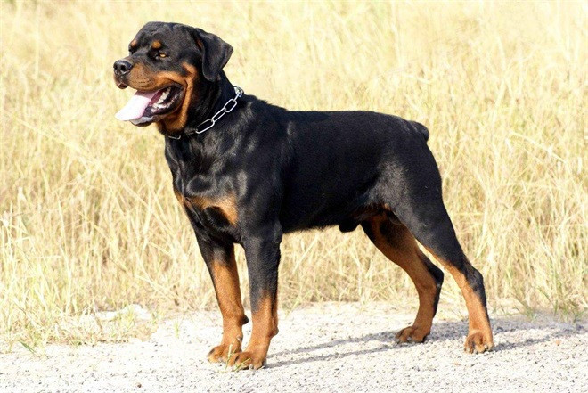  p data-id="gnsppgw9zg">罗威纳犬(拉丁学名:rottweiler),是犬科犬