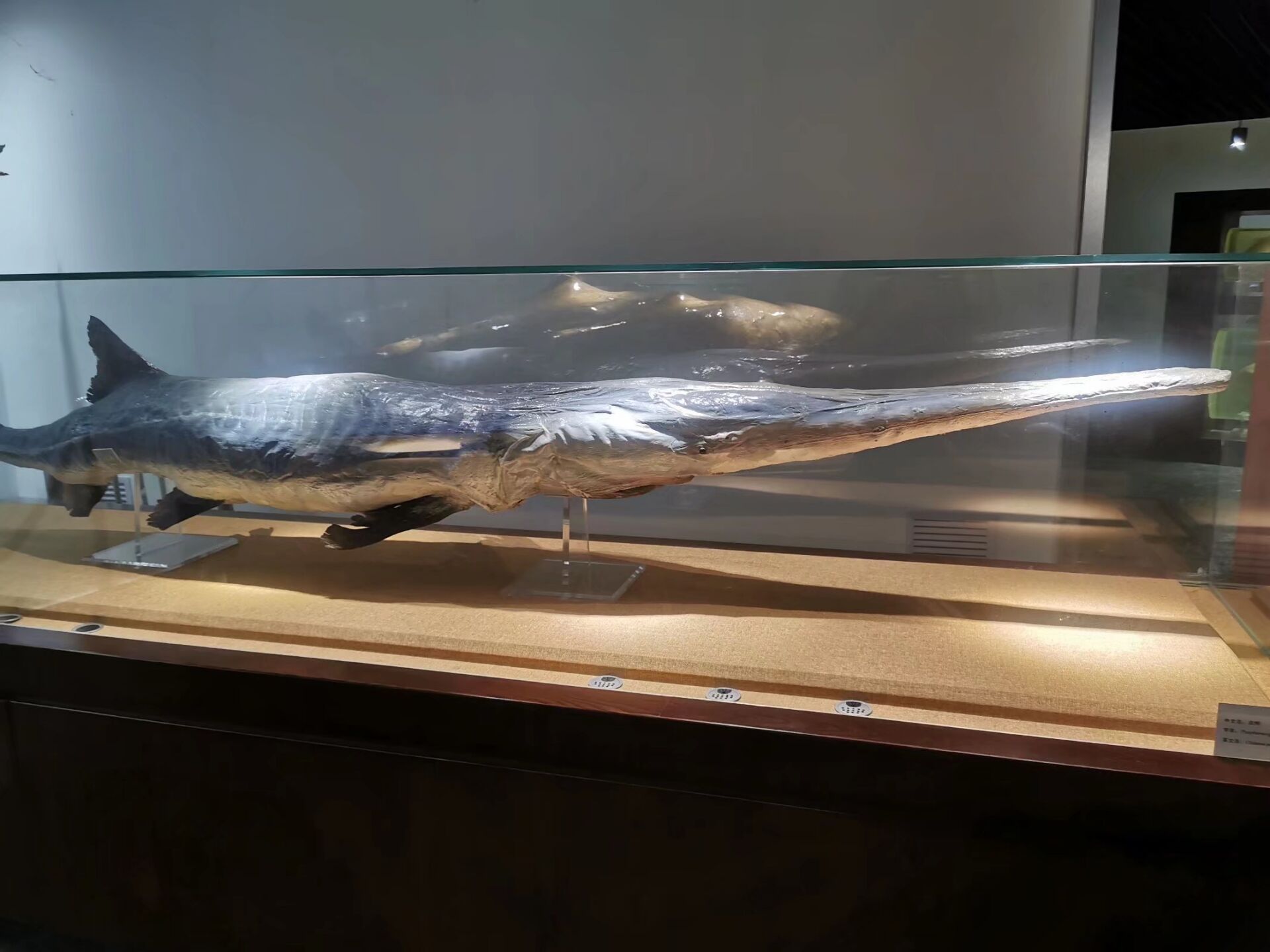  p>白鲟 i>(学名:psephurus gladius) /i>,体长为2～3米,体重200～300