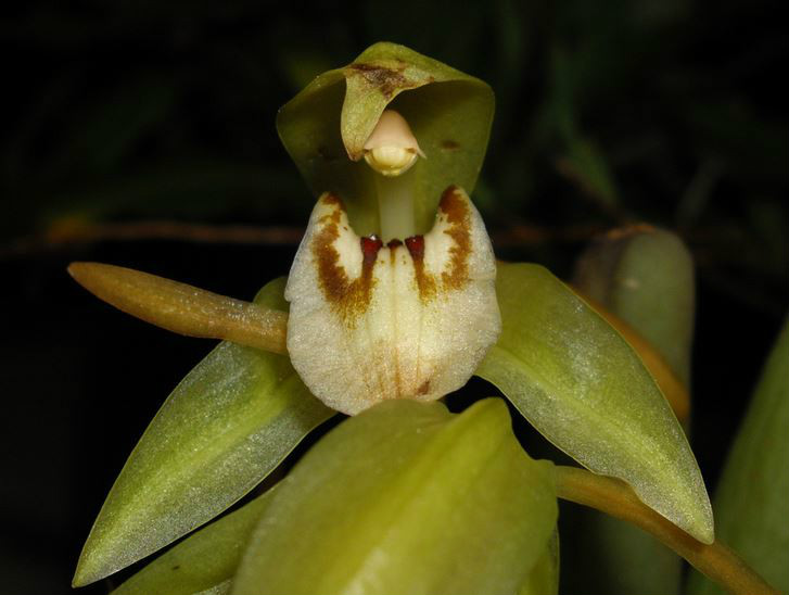  p>褐唇贝母兰(学名: i>coelogyne fuscescens /i>  lindl.