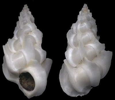 nitidiscala statuminatum