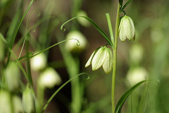  p>高山贝母(学名:fritillaria fusca,),百合科贝母属植物,是百合科