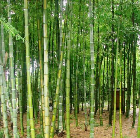  p>京竹(学名: i>phyllostachys aureosulcata /i> mcclure  b>&amp