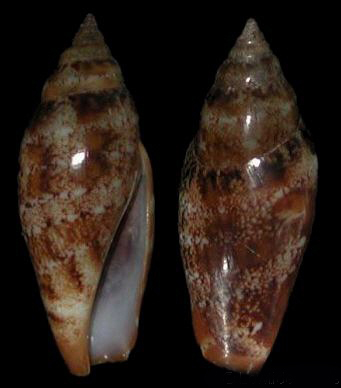 非洲笔头凤凰螺