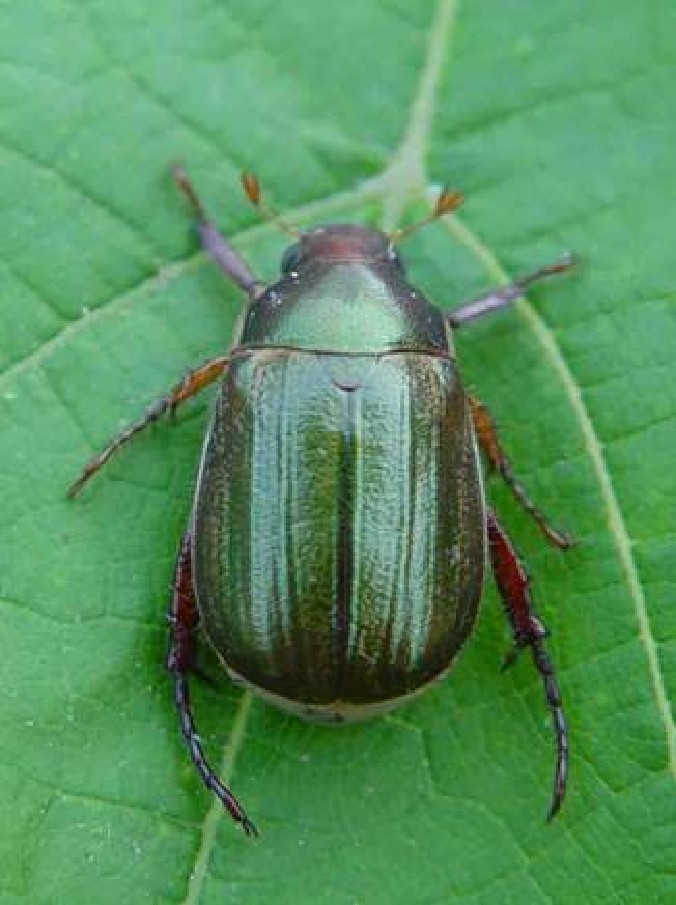 anomala corpulenta motschulsky