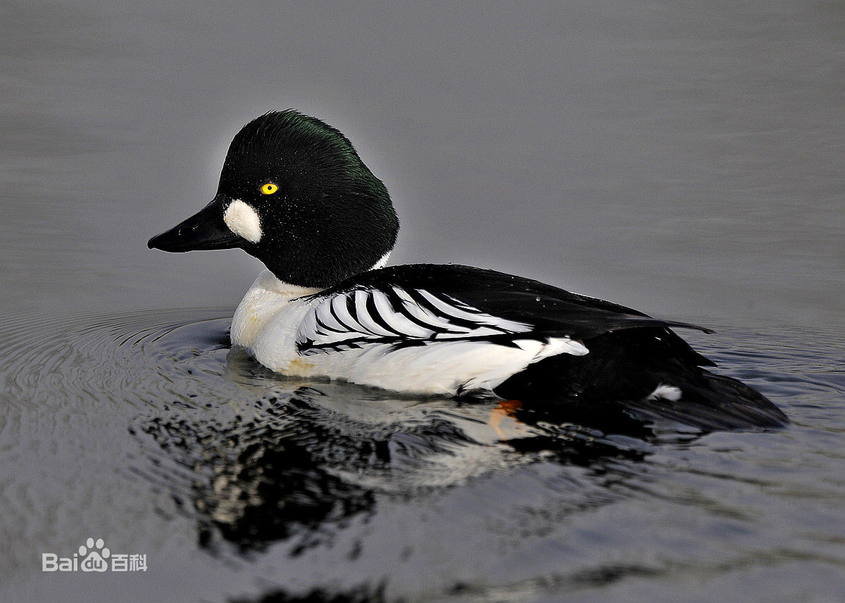  p>鹊鸭(学名: i>bucephala clangula /i>)中型鸭类,体长32-69厘米