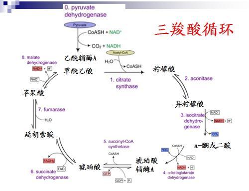 三羧酸循环_百度百科