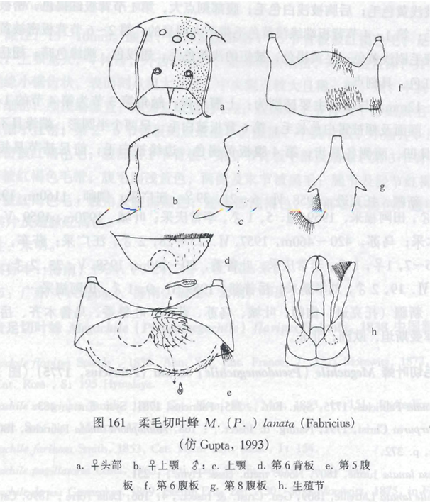 柔毛切叶蜂