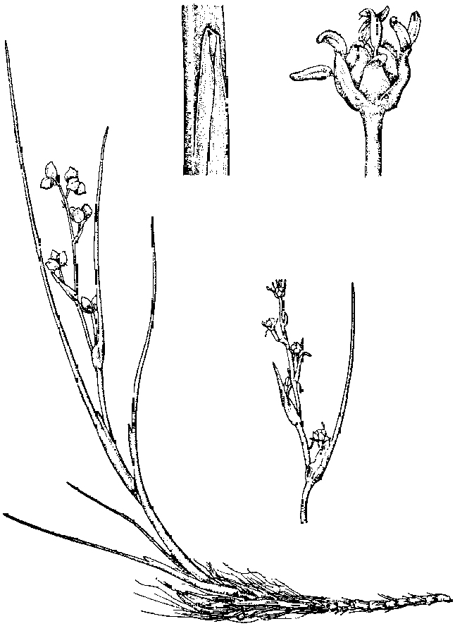  p>冰沼草(拉丁学名: i>scheuchzeria palustris linn.
