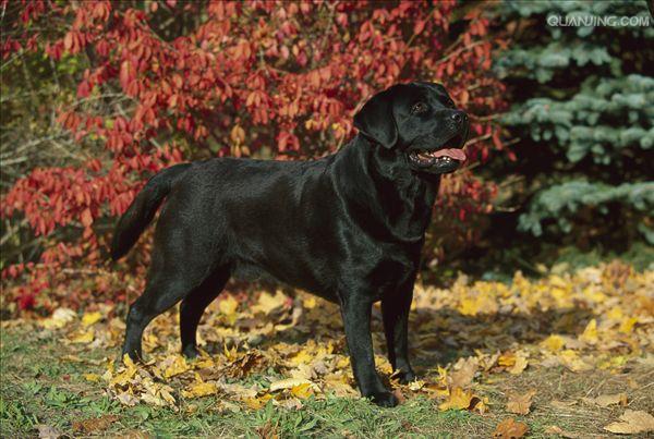  p> a target="_blank" href="/item/拉布拉多/4152961" data-lemmaid