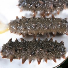 盐渍海参肠
