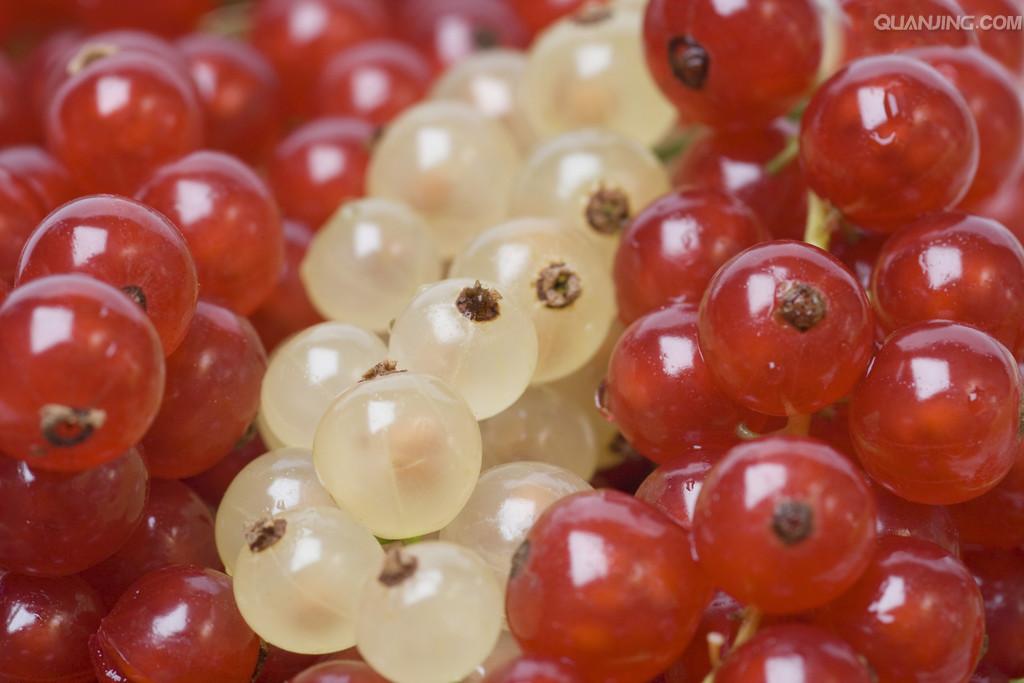  p>欧洲醋栗(学名: i>ribes reclinatum  /i>linn.)虎耳草科植物.