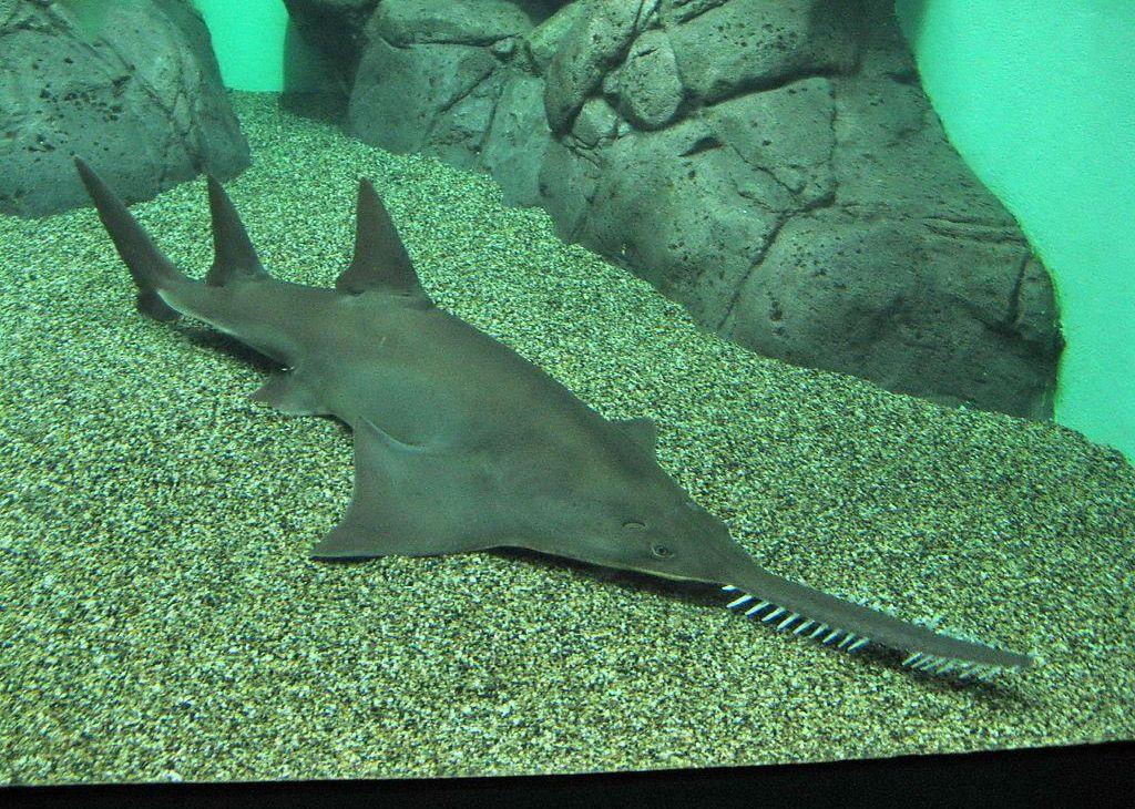  p>扁吻光尾鲨, a href="#" data-lemmaid="8074290">学名 /a>: i>