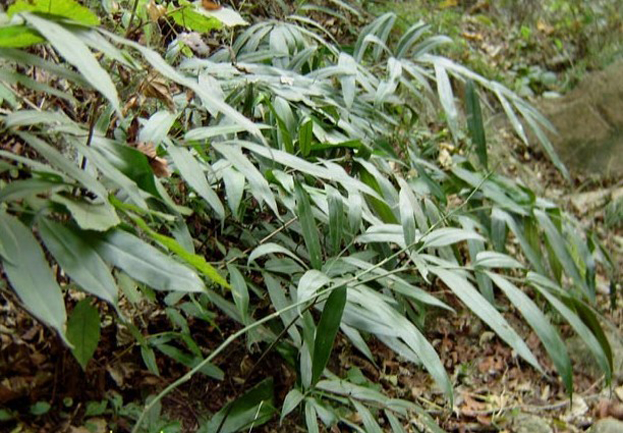  p data-id="gnfhdrrkyi">凤丫草多年生常绿草本, 别名为大叶凤凰尾巴