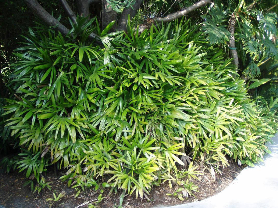  p>粗棕竹( i>rhapis robusta /i> burret)是棕榈科,棕竹属的一类丛生