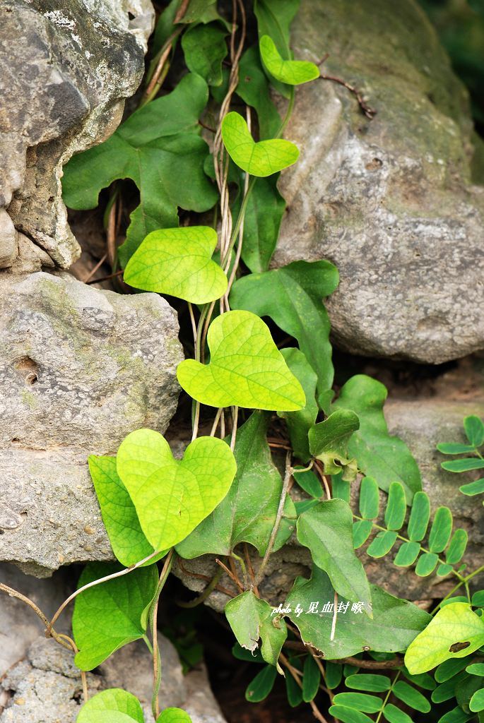  p>防己,中药名.为防己科植物粉防己 i>stephania tetrandra s.