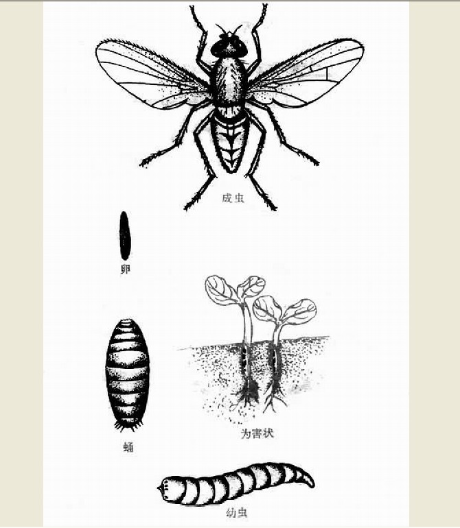 又称根蛆.分布在各国,危害作物种类多.