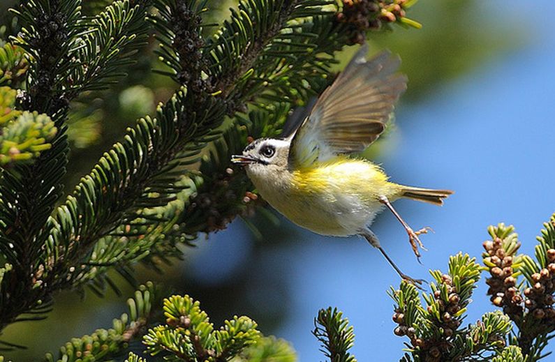  p>台湾戴菊(学名: i>regulus goodfellowi /i>)为 a href="#">戴菊科