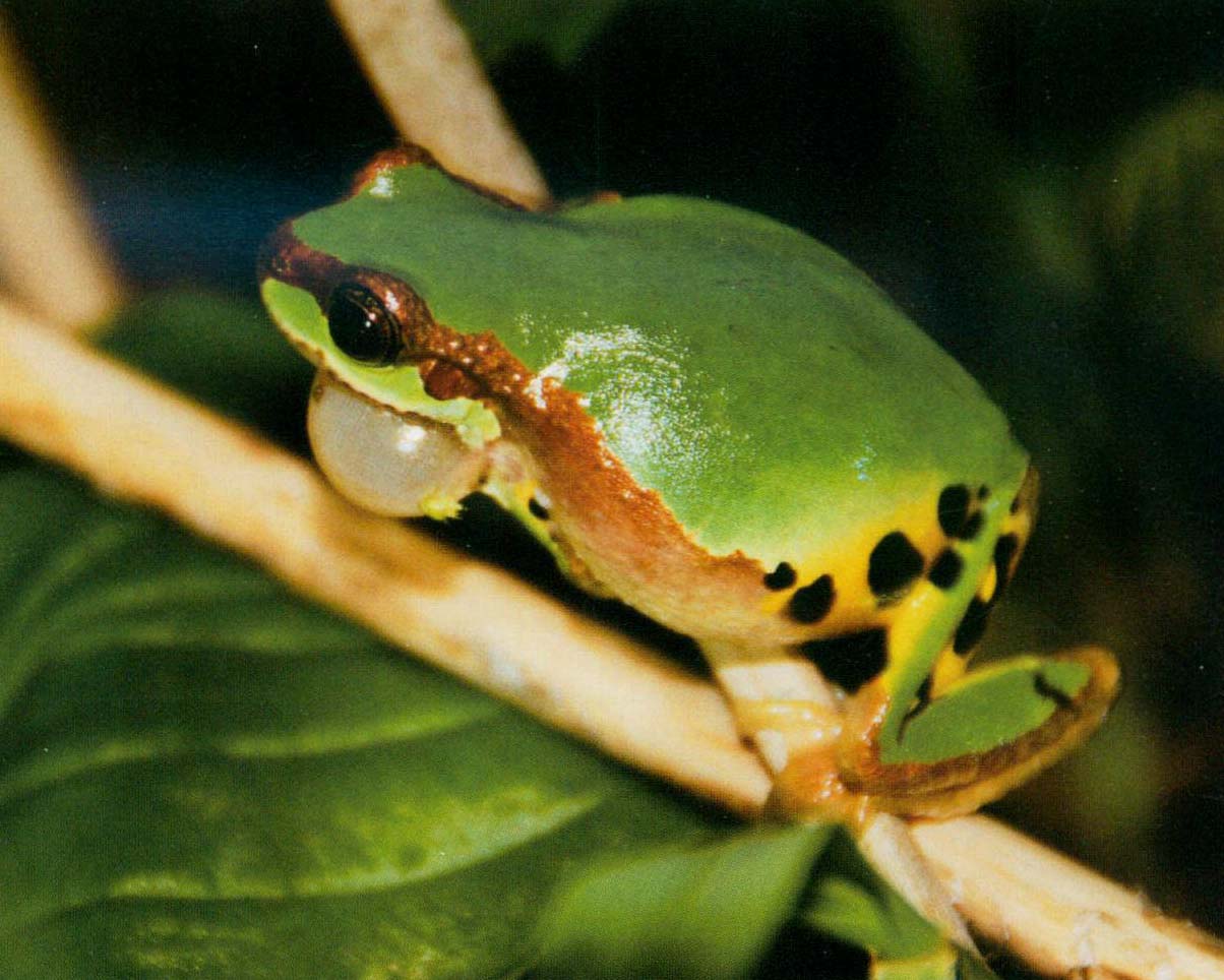 华西雨蛙武陵亚种