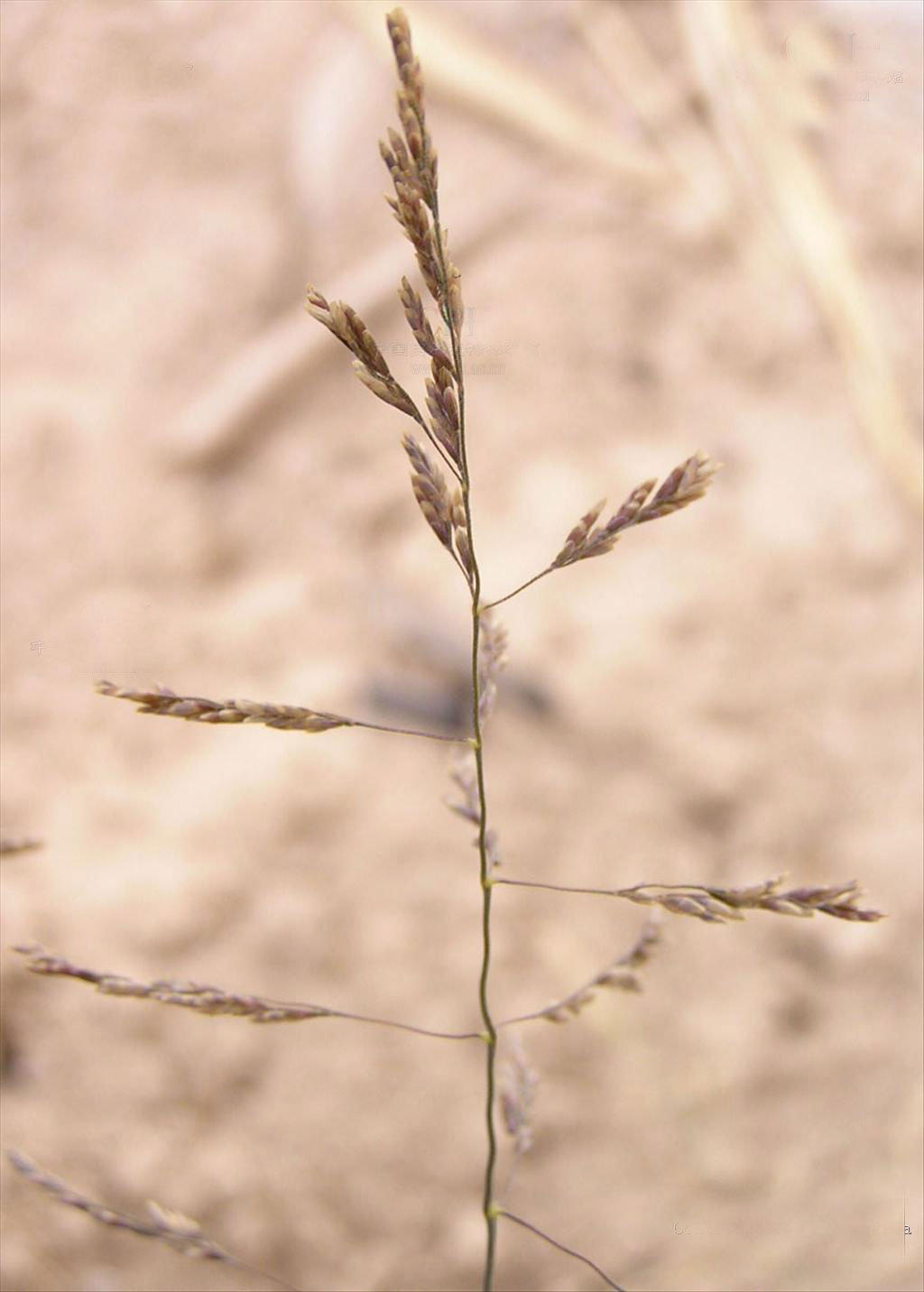  p>朝鲜碱茅(学名: i>puccinellia chinampoensis /i> ohwi)是禾本科