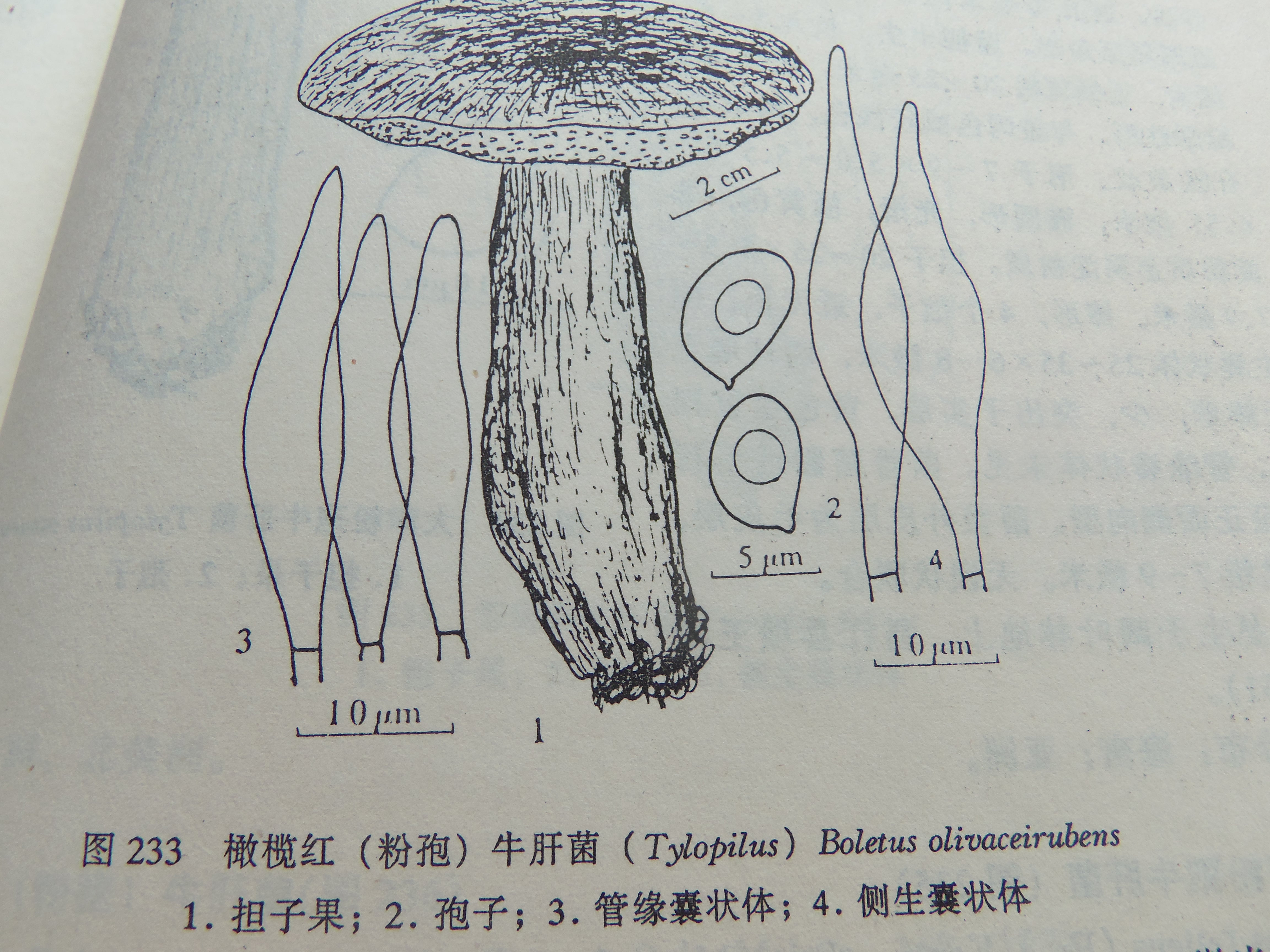 橄榄红粉孢牛肝菌