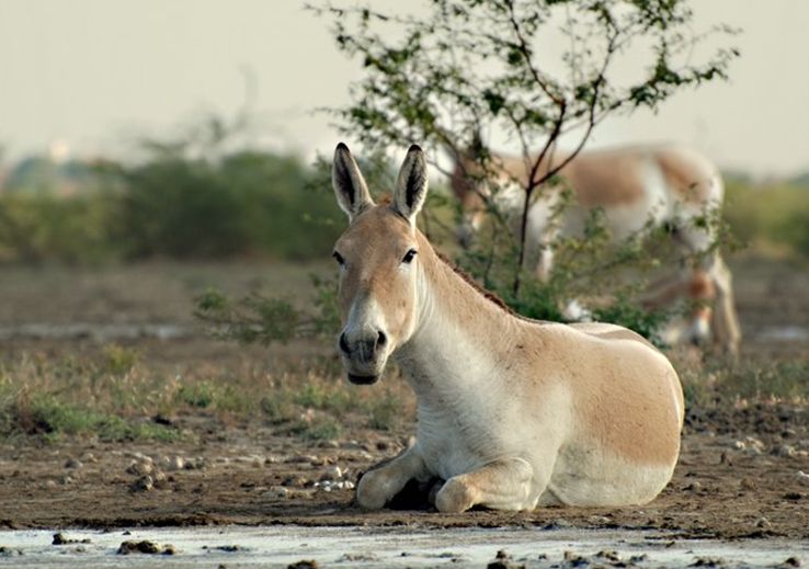  p>蒙古野驴(学名: i>equus hemionus /i>):外形似 a target="_blank"