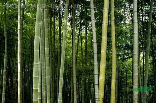 单轴散生竹_百度百科