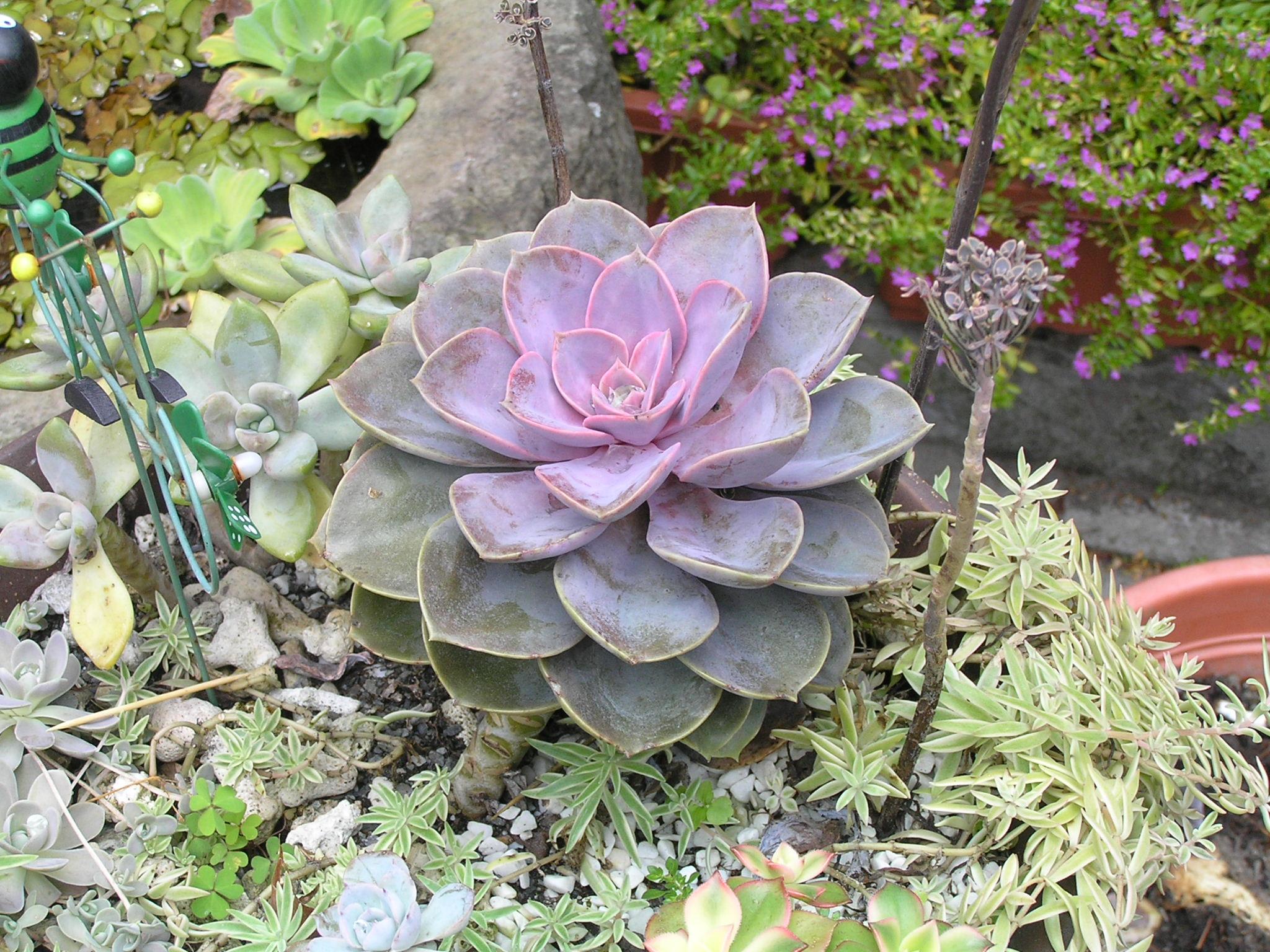  p>宝石花,一类 a target="_blank" href="/item/多肉植物/7506243"