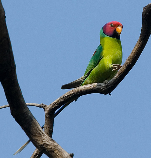 紫红头鹦鹉