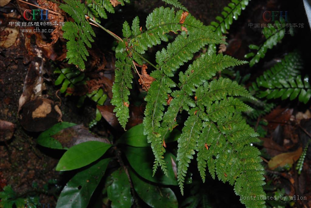 diacalpe aspidioides bl.