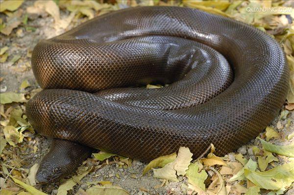 小型到中等大小的无毒蛇类,卵胎生,本属已知11种,分布于亚洲沙漠地区