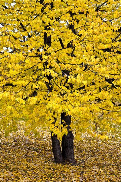  p>阔叶树:叶子宽阔的树.