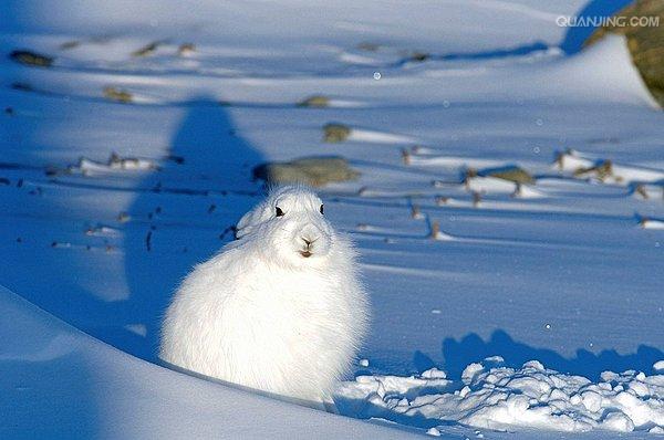  p>北极兔(学名:  i>lepus arcticus /i>), 是兔科,兔属的哺乳动物.