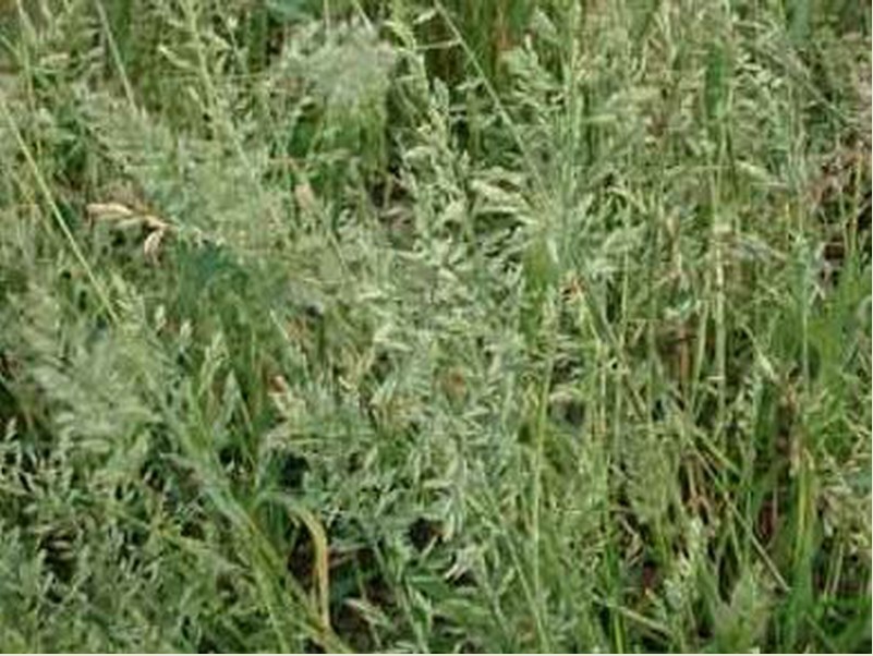  p>硬草(学名: i>sclerochloa dura /i> (l.) beauv.