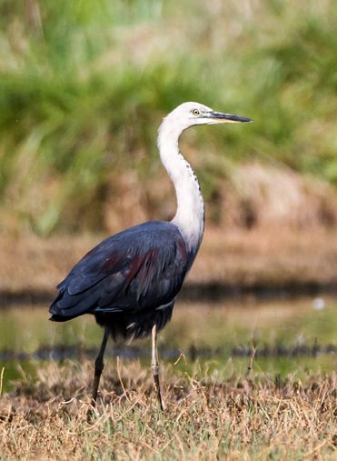  a href="#">鹭科 /a>的 a href="#" data-lemmaid="278334">鸟类 /a>