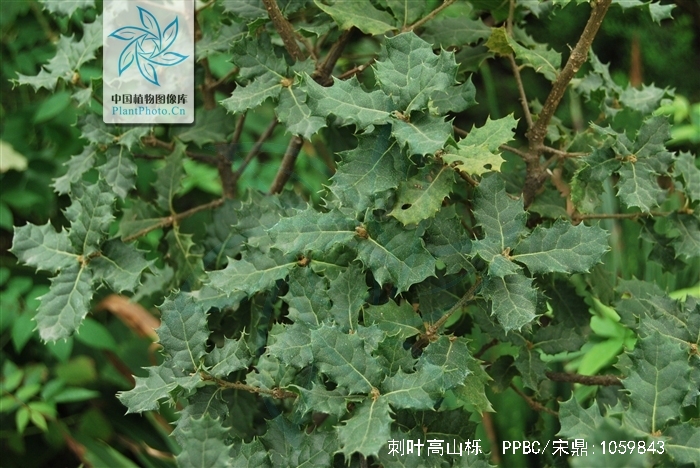 刺叶高山栎