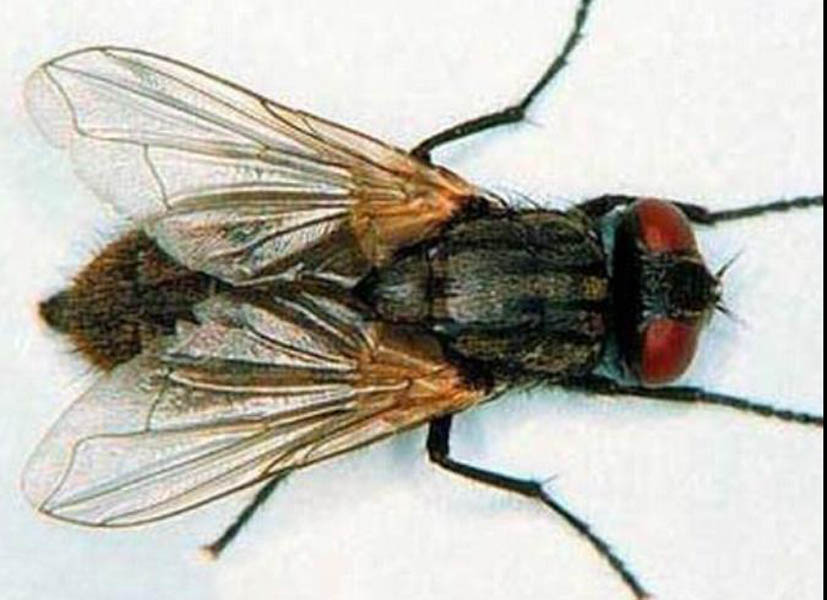  p>又称灰腹厕蝇, 属家蝇科厕蝇亚科厕蝇底( fallrlia ) 体型较小