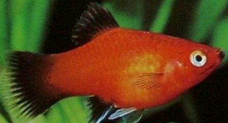  p>月光鱼是 a href="#" data-lemmaid="73230">热带鱼 /a>中一个重要