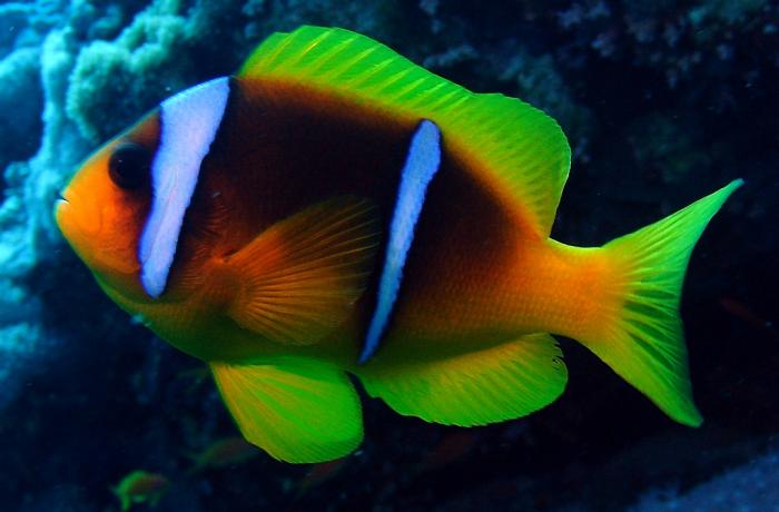  p>红海双带小丑(学名:amphiprion bicinctus)体呈近于圆形,侧扁;口前