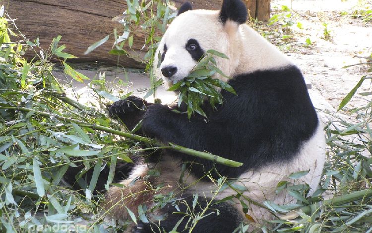  p data-id="go0edftm42">大熊猫大白兔于2010年7月2日出生于北京动物