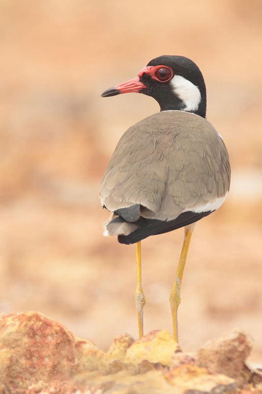  p>肉垂麦鸡(学名: i>vanellus indicus /i>):属中型 a target="