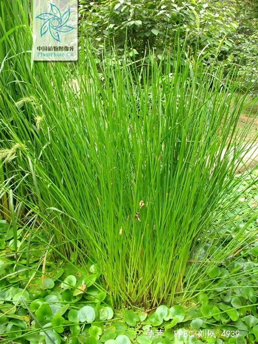 data-lemmaid="6767725">莎草科 /a>,荸荠属植物