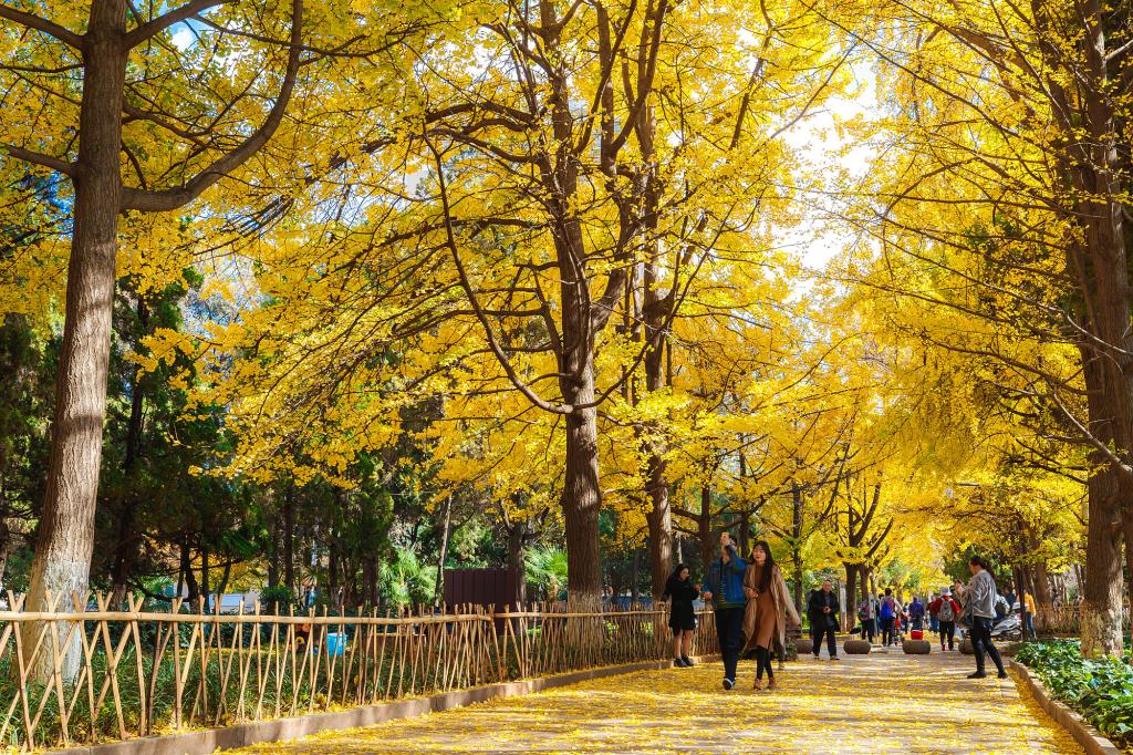 云南大学
