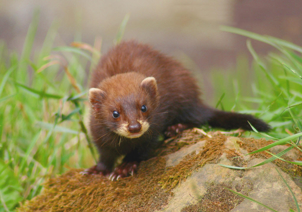 kolinsky,中文名亚洲鼬,欧亚北部的一种鼬