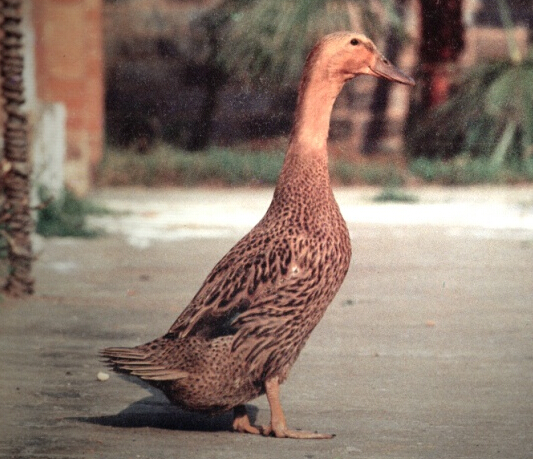 麻鸭(麻鸭图片)