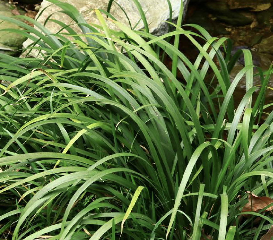  p>金钱蒲(学名: i>acorus /i>  i>gramineus /i> aiton)是天南星科