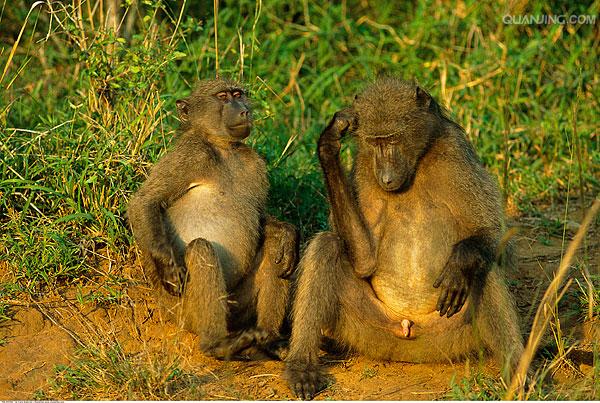  p data-id="timqe5uqzzyd">狒狒是灵长目猴科狒狒属哺乳动物的统称.