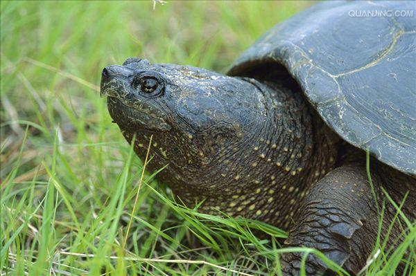 鳄龟