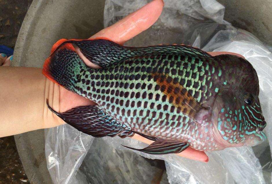  p> a href="#" data-lemmaid="7024132">红尾皇冠鱼 /a>,学名